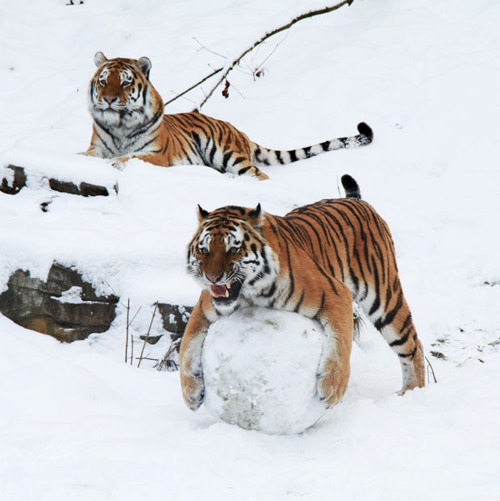 Pound Ridge Tigers by Robert Paul